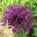 BIO Allium aflatuense 'Purple Sensation' | 5 stuks