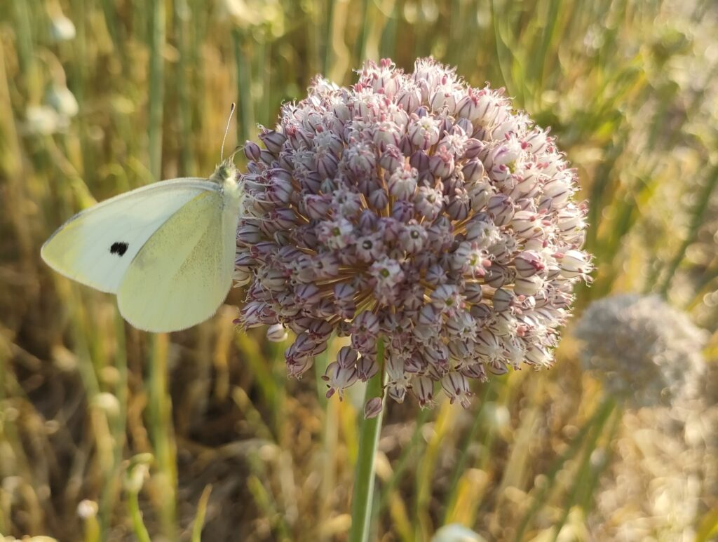 BIO Allium ameloprasum 'Ping Pong'| 10 stuks
