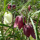 BIO Fritillaria meleagris | 10 stuks
