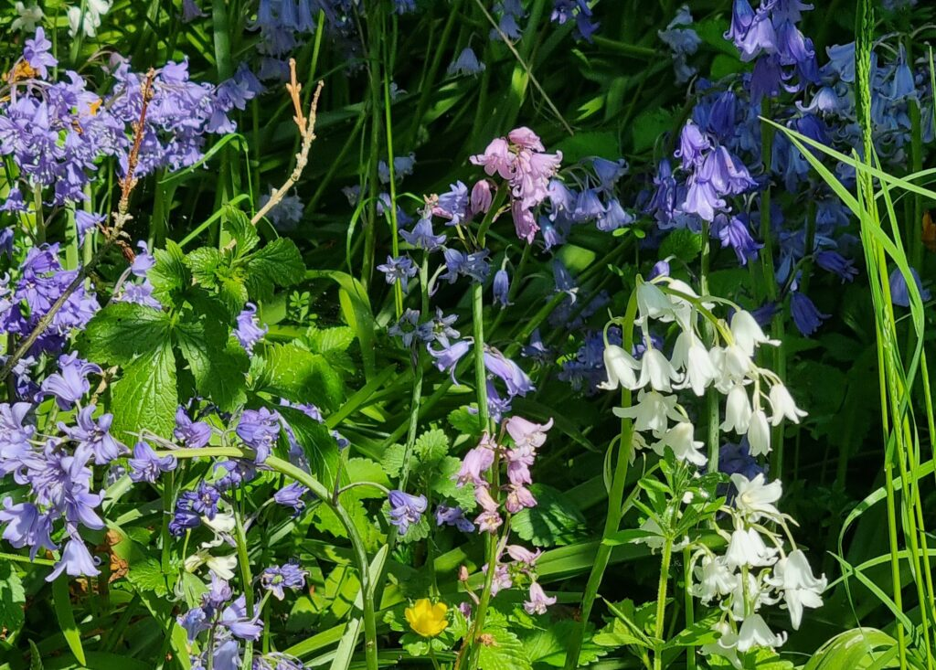BIO Hyacinthoides hispanica mix | 10 stuks