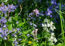 BIO Hyacinthoides hispanica mix | 10 stuks