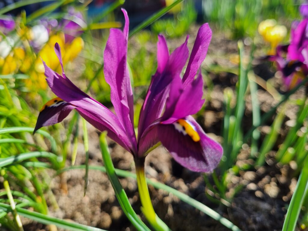 BIO Iris reticulata ‘J.S. Dijt’ | 10 stuks