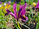BIO Iris reticulata ‘J.S. Dijt’ | 10 stuks