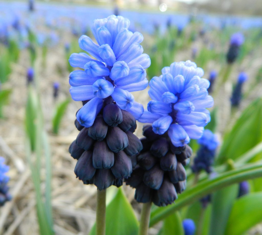 BIO Muscari latifolium | Blauw Druifje | 10 stuks