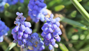BIO Muscari Early Bird | 10 stuks