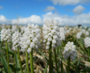 BIO Muscari White Magic | 10 stuks
