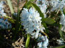 BIO Puschkinia libanotica | Saffierhyacinth| 10 stuks