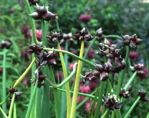BIO Allium cepa var. Viviparum| Egyptische ui| Boomui | 1 stuk