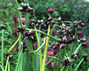 BIO Allium cepa var. Viviparum| Egyptische ui| Boomui | 1 stuk