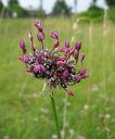 BIO Allium Scorodoprasum 'Art' | Slangenlook | 5 STUKS