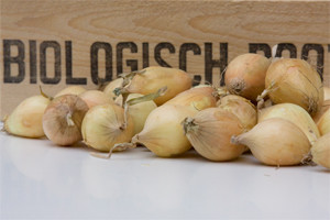 Bio UI Radar  22/26 mm warmtebehandeling 500 gram ( leverbaar na week 38)