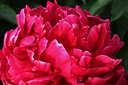 Pioenroos Rood gevuld Bio (Karl Rosenfield) p/s