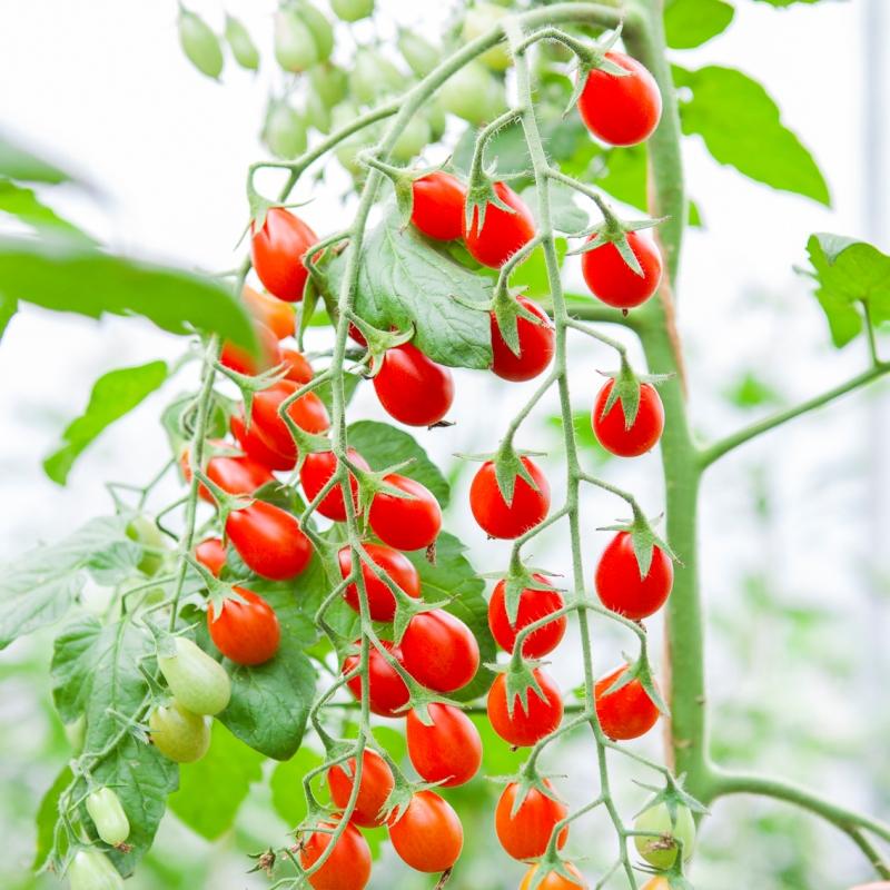 De Bolster Snacktomaat ‘Petita’