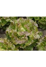 De zaderij Sla Luana