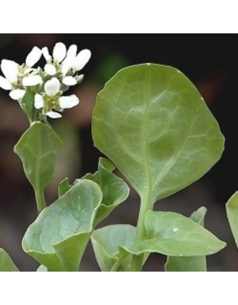 De zaderij Lepelblad