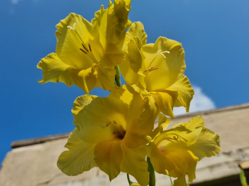 Bio  Gladiool Bananarama per 5 stuks