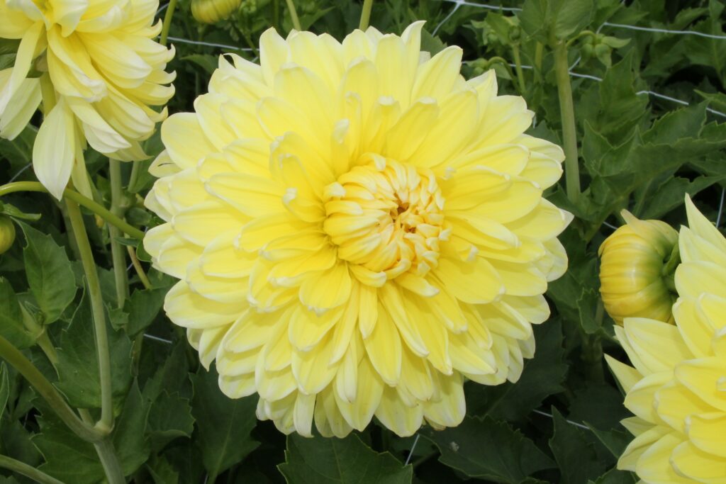 Bio Dahlia Bilbao p/s