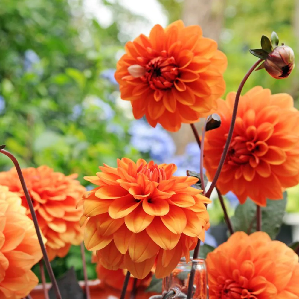 Bio Dahlia David Howard p/s