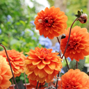 Bio Dahlia David Howard p/s