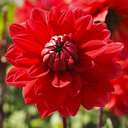 BIO Dahlia Heatwave p/s