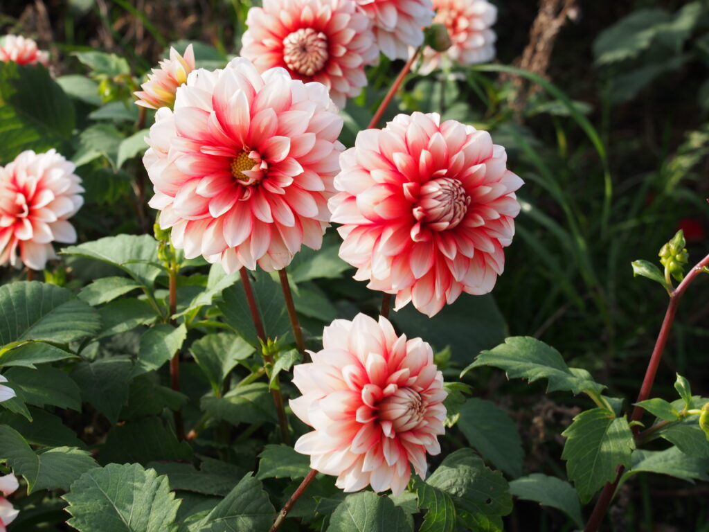 BIO Dahlia Larry's Love p/s