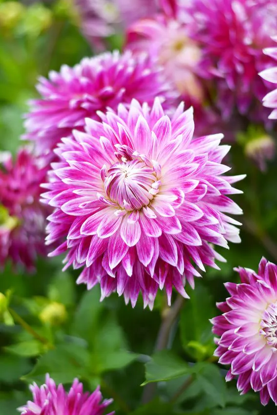 BIO Dahlia Vancouver p/s