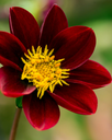 BIO Dahlia Mexican Star p/s