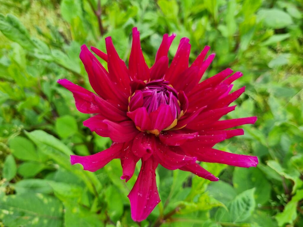 BIO Dahlia Orfeo p/s