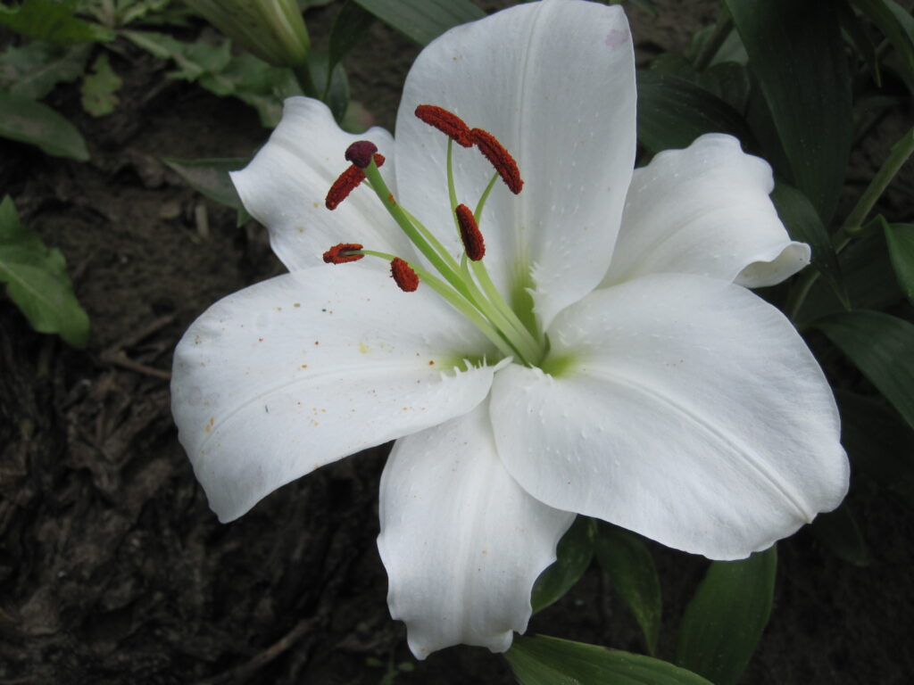 BIO Lilium Tisento Lelie Tisento per 3