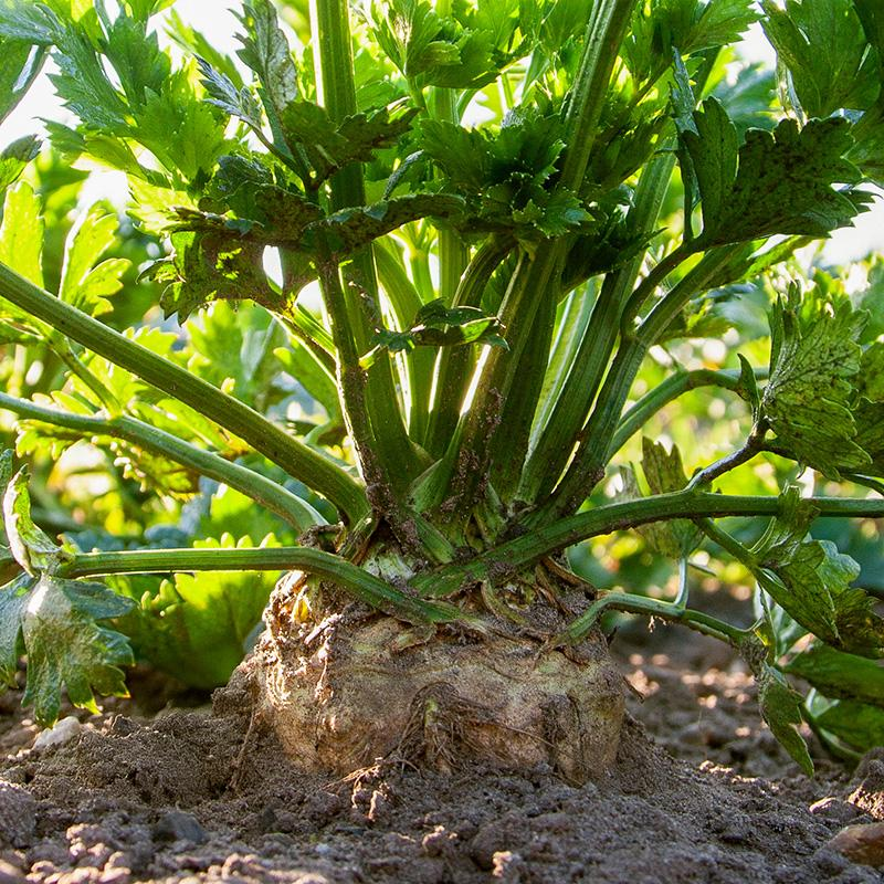 De Bolster Knolselderij 'Monarch'