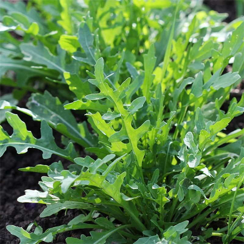 De Bolster Rucola ‘Rochelle’