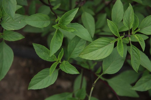 [3037] De Bolster Basilicum Thais