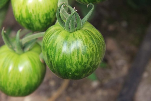 [1975] De Bolster Tomaat 'Green Zebra'