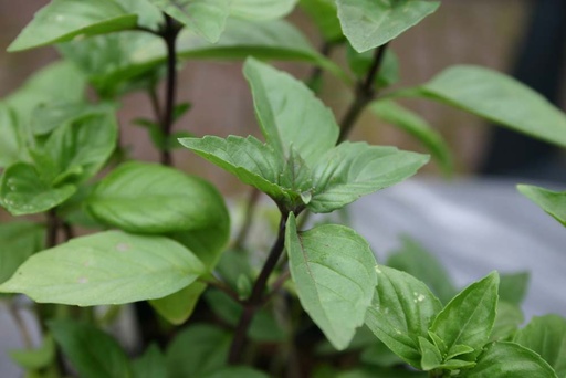 [3035] De Bolster Kaneelbasilicum 'Cinnamon'