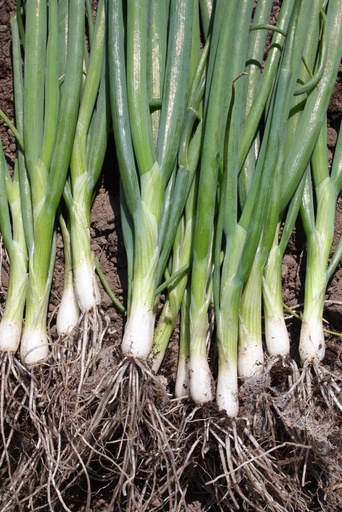 [2005] De Bolster Stengelui 'Ishikura Long White'