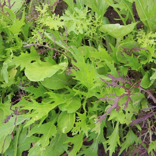 [1825] De Bolster Mesclun Aziatische mesclun