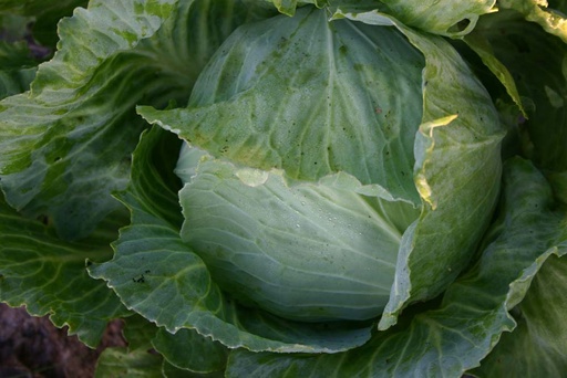 [1540] De bolster Witte kool Roem van Enkhuizen 2