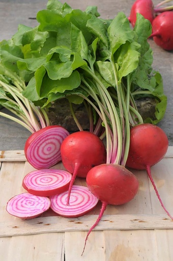 [1065] De Bolster Rode biet Chioggia