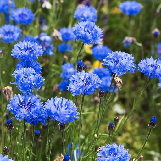 [5180] De Bolster Korenbloem - Centaurea cyanus