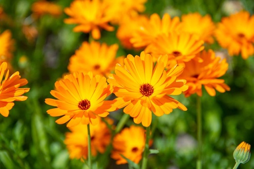 [5130] De Bolster Goudsbloem Calendula officinalis