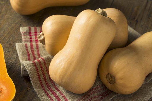 [1685] De Bolster Pompoen Butternut / Flespompoen