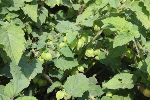 [2080] De Bolster Kleine ananaskers