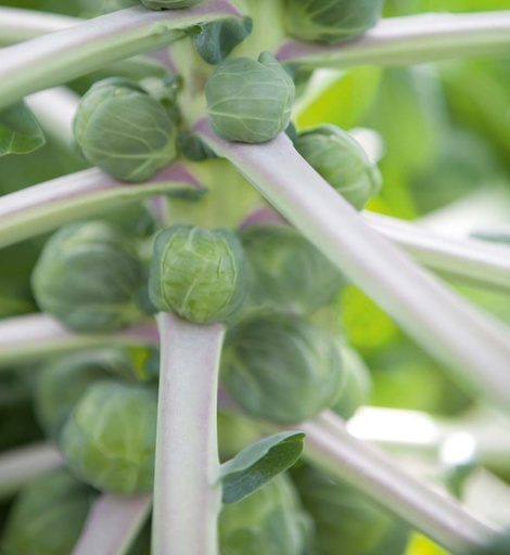 [1581] De Bolster Spruitkool Irene F1