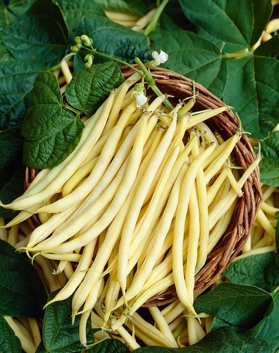 [1218] De Bolster Stamslaboon Dior