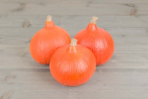 [1655] De Bolster Pompoen Rankend Fictor