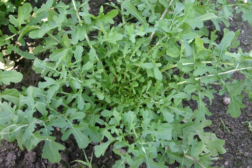[1760] De Bolster Rucola Esmee