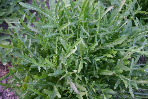 [1765] De Bolster Rucola Selvatica