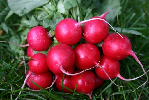 [1730] De Bolster Radijs Cherry Belle
