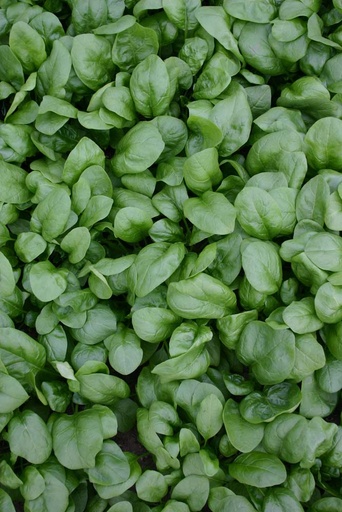 [1290] De Bolster Rijsdoperwt Senator