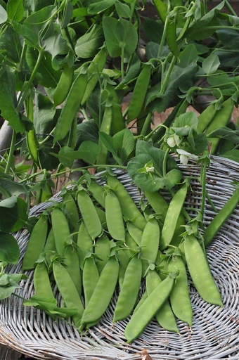 [1320] De Bolster Rijspeul Hendriks